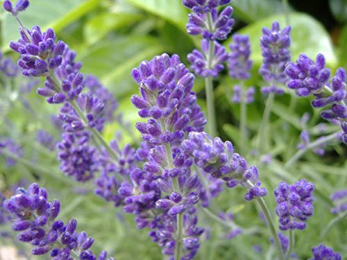 Semi di Lavanda - Lavandula angustifolia Vera - di 200 semi!