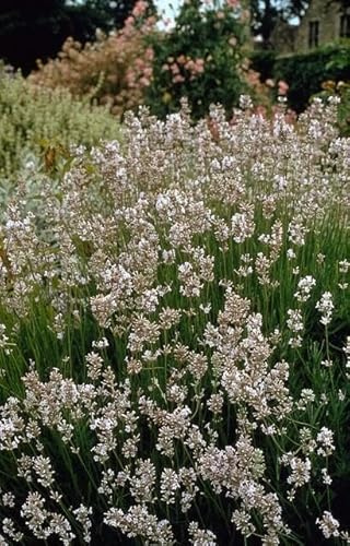 Lavendel Lavandula int. 'Edelweiss' Staude 6 Pflanzen Ø9 cm 10-25 cm | weiße Blüten, Bienen, und Schmetterlingsfreundlich, Winterhart, für Beet und Kübel, bienenfreundlich