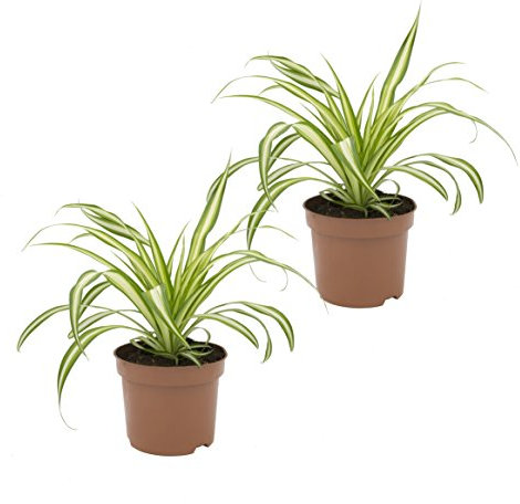 Dominik Blumen und Pflanzen, Grünlilie Ocean, 2 Zimmerpflanzen, gute Ampelpflanzen, 10 - 12 cm Topf