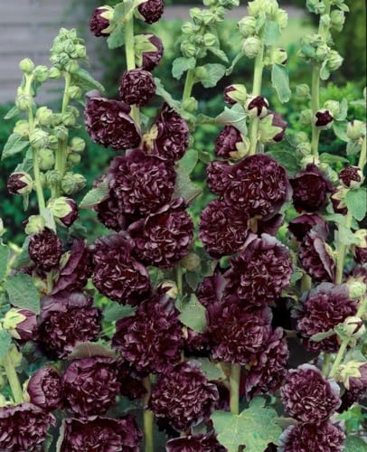 Alcea rosea 'Pleniflora Chaters' ca. 9x9 cm Topf - Stockrose, purpurne Blüten, Blütezeit Juni-August, ideal für Bauerngärten, bienenfreundlich, pflegeleicht
