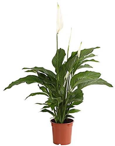 Dehner Air So Pure Einblatt Lauretta, großes Blattwerk, ca. 70-80 cm, Ø Topf 21 cm, Zimmerpflanze