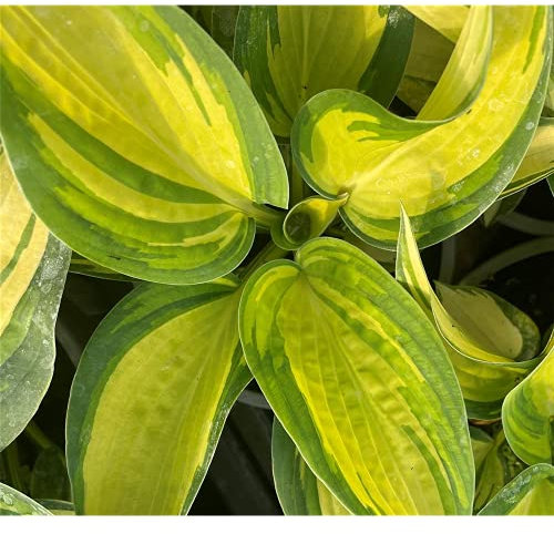 Hosta sieboldiana 'Great Expactations' - Garten-Funkie 'Great Expactations', im Topf 13 cm, in Gärtnerqualität - 13 cm