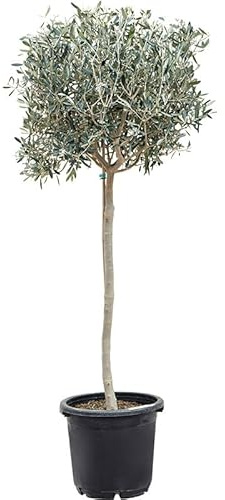 Olea Europaea - Olivo - el Árbol de Exterior que te Conecta con la Tierra y el Sol