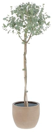 KENTIS - Eucalyptus Gunnii - Alberello Eucalipto - Piante Vere da Esterno Resistenti - Pianta da Giardino Antizanzara - H 40-50 cm Vaso Ø 15 cm
