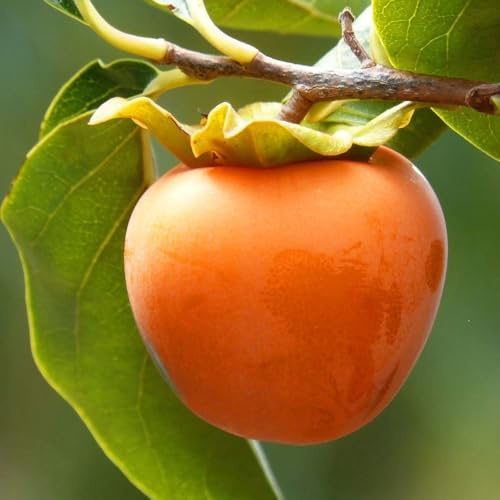 PIANTA DA FRUTTO CACO TIPO in vaso 24 età 3/4 anni