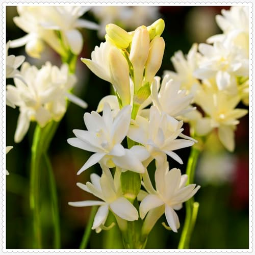 Tuberosa - Perenne Resistente, intensamente profumata, ideale per giardini balconi, facile da coltivare anche per i principianti-8Rizomi-E
