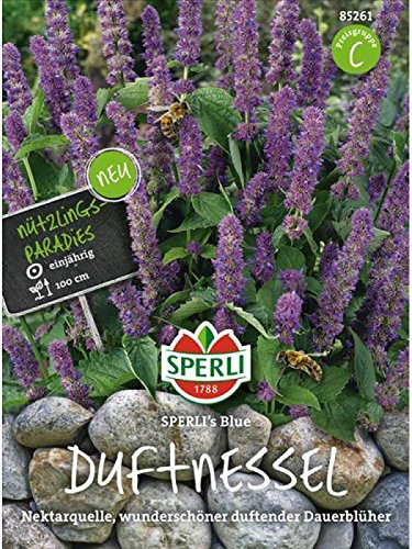Duftnessel Agastache Sperli`s Blue