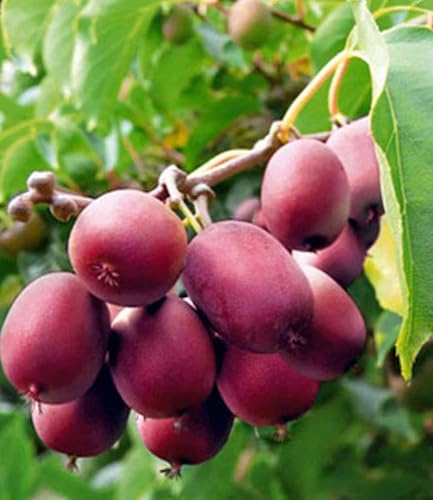 BALDUR Garten 2er Kiwi Ken's Red® inkl. Befruchter 2 Pflanzen, 9x9 cm-Topf | Actinidia arguta, Kiwipflanze winterhart, mehrjährig, reiche Ernte an essbaren Früchten, Obst-Rarität