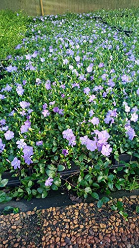 Bodendecker Vinca minor T.B.9 3-5 Triebe 100 St.