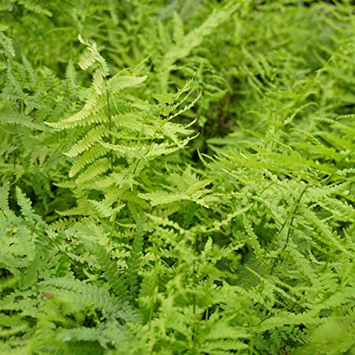 Blumixx Stauden Thelypteris palustris – Sumpffarn, winterharter Farn, robust, für feuchte Gartenbereiche