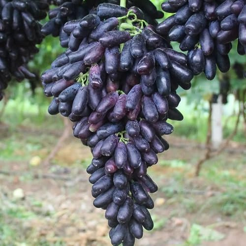 semi di uva nani sono resistenti colonnari di uve, semi biologici balcone resistenti perenni 40pcs