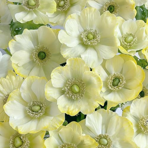 semi di anemone, resistenti all'esterno, primaverili, rampicanti resistenti di balcone, aiuola, 90pcs
