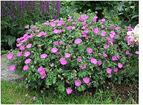 Stauden Gänge 10 x Geranium sanguineum 'Max Frei' Blut Storchschnabel | Winterharter Bodendecker für Sonne bis Halbschatten, Blüte Mai bis September, mehrjährig, 9x9 cm Topf