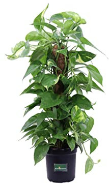 Pianta di Pothos Aurea Bastone Epipremnum Aureum Bastone pianta da interno ornamentale di Pohtos pianta vera di Pothos venduta da eGarden.store (Vaso 15 cm)