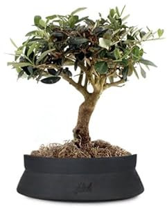Olivo Bonsai Altezza 35 cm, Pianta Vera, Pianta da Interno ed Esterno - Vaso Artigianale di Terracotta - Nero Space