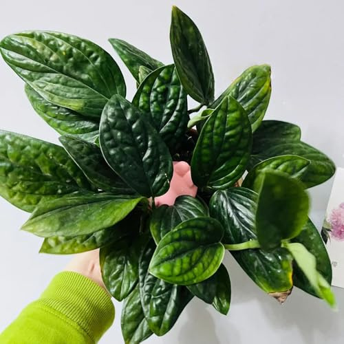 semillas de monstera - jardín perennes resistentes 120pcs