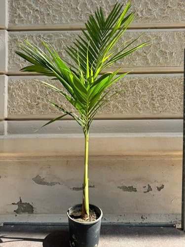 Palma Archontophenix, Palma Reale, Vera Palma da Interno o Esterno, 1-2 tronchi, H130-140cm.