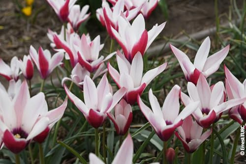 Tulipa clusiana 'Peppermint Stick' (Multi-bulbe) / Tulipe botanique naturalisable/Conteneur de 1 à 1.9 litres/Vivace bulbeuse