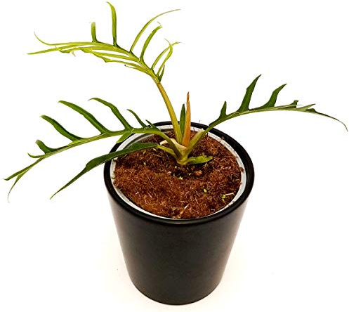 POWERS TO FLOWERS - PHILODENDRON, PHYLODENDRON, MONSTERA TOROTO, pianta vera