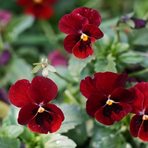 Semi di viola cornuta resistenti, giardino, Viola cornuta, viola cornuta rare Le da giardino sono perenni resistenti 400pcs