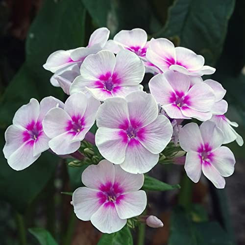 12 unità Phlox Paniculata 'Europa' - Phlox Paniculata 'Europa' Vaso 9x9cm ±1 m² - Phlox con Fiori Bianchi e Crescita Alta