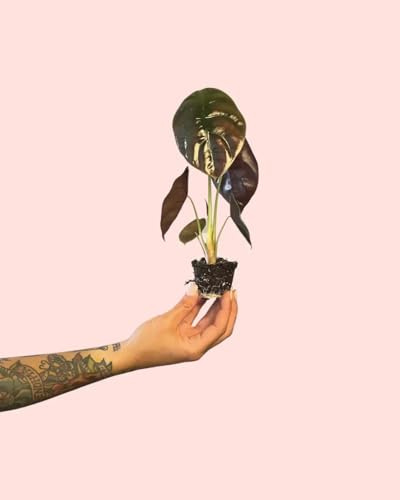 PUR PLANT Alocasia Cuprea | Planta Natural Tropical De Interior Resistente | Hojas Metálicas Con Tonos Cobrizos y Púrpuras | Exótica, Elegante y Purificadora | Maceta De Ø5 cm