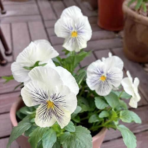 semi viole del pensiero resistenti - esotiche, biologiche da balcone decorative 30pcs