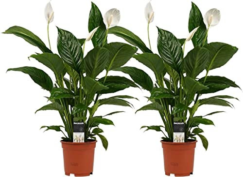 Duo de Spathiphyllum Sensation Plantas Naturales para Decorar el Hogar Lirios de la Paz