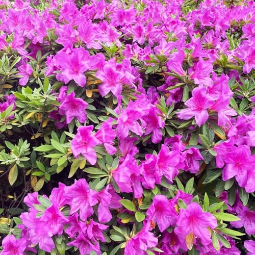 250 pezzi semi di rododendro - resistenti giardino erbacee giardino semi