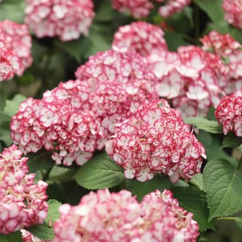 semi di ortensia - giardino interno vecchie varietà esotiche vaso 50pcs