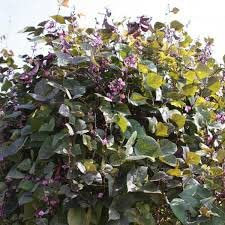 Purple Hyacinth Bean Climber 5 Seeds (Dolichos Lablab)