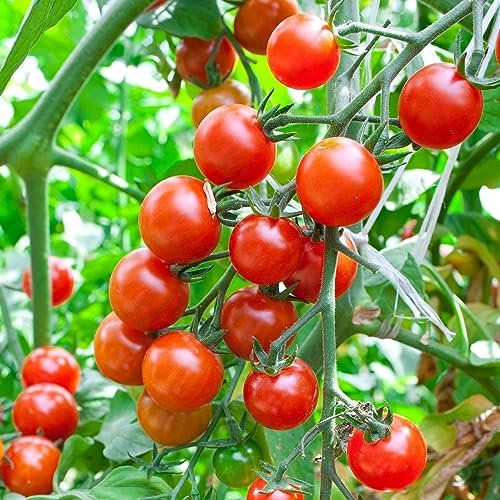Red Currant Tomatensamen