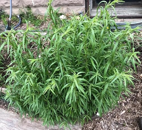 4 French Tarragon Live Plant 4-6 Inc Tall, Winter Annual Tarragon Plants Yellow Flowers Frangant Herb Well Rooted