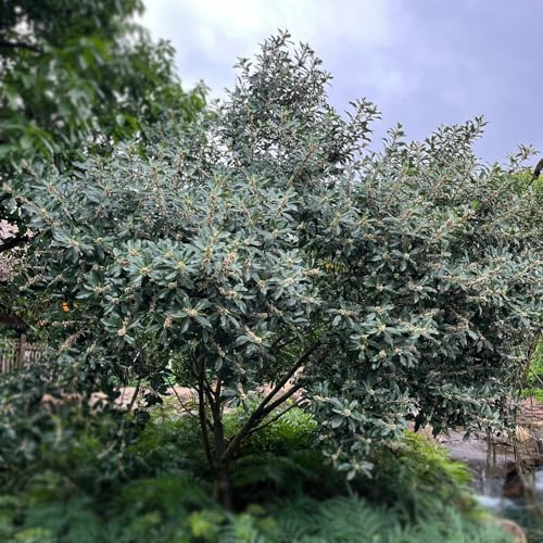 agrifoglio - autunnali per zone soleggiate sempreverdi giardino 420semi