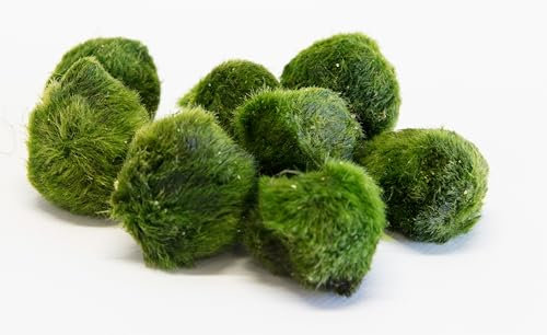 PondPlantsUK - Mixed Tropical Live Aquarium Plants (50 Moss Balls)
