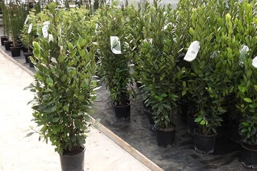 Alloro Laurus nobilis pianta aromatica sempreverdeda siepe in vaso ø19 cm h. 130/150 cm Vivaio di Castelletto