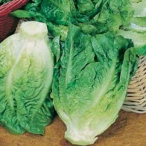 Garden Treasures Lettuce Little Gem Seeds Grow Your Own Vegetables Salad