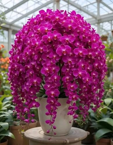 Mix Rizoma Di Cymbidium Orchidea, Resistenti Al Freddo E Alla Siccità, Facile Da Coltivare, Adatto A Primavera E Autunno-8 Rizoma-C