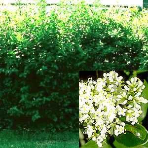 500 Liguster Stecklinge reichen für 100 Meter Hecke