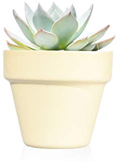 Regalos Ecology Pack de 12 Plantas suculentas echeveria Happy Day en Maceta Amarillo Pastel - Detalles de Boda para Invitados - Obsequios para Bautizo o comunión