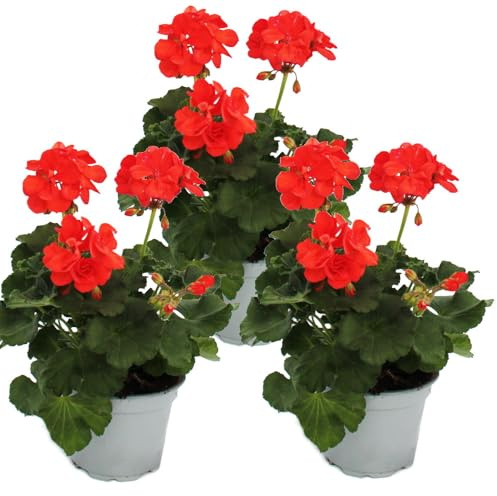 Geranien stehend - Pelargonium zonale - 12cm Topf - Set mit 3 Pflanzen - orange