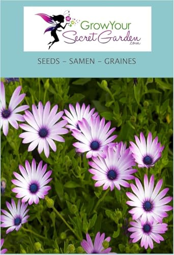 Osteospermum Mixed - Marguerite du Cap 20 Graines