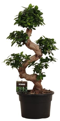 Ficus Microcarpa Ginseng - 70-80cm - Ø27cm - Plante d'intérieur - Vert persistant
