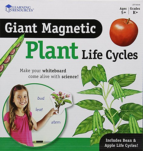 Learning Resources Riesiger magnetischer Lebenszyklus Einer Pflanze