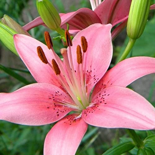 2 x Lilium Asiatic Pink – Spring Flowering Bulbs – Delightful Bright Blooms – Add Showy Colour & Cheer to Your Landscape – Perennial – for Your Beautiful Garden