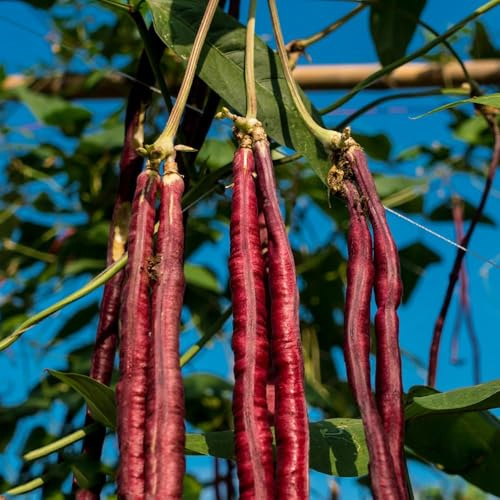 500 piezas medir semillas de frijol - de jardín semillas bonsái resistentes para jardín, cama elevada para balcón