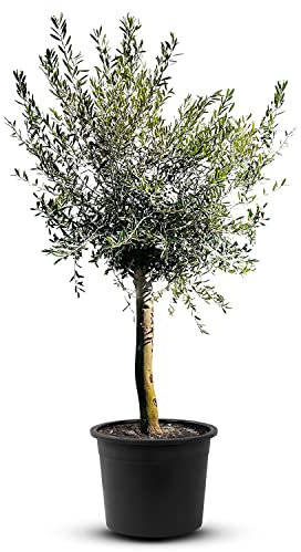 TropicTrees - Olivenbaum winterhart mit einer Höhe von ca. 170cm und einem Stammumfang von 16-20 cm - 20 Jahre alt - echter Olivenbaum mit echten, essbaren Olivenfrüchten - Olea Europaea - 1 Stück