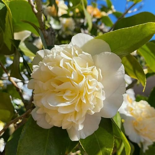 camelia resistente semi di perenne resistenti, tagliati semi perenni giardino interni decorazioni giardino per esterni 8pcs