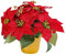 Qianly Plante de Poinsettia Artificielle en Pot, Plante de Poinsettia Rouge, Cadeau de Noël, Ornement décoratif pour étagère, fête de Mariage, Bureau,