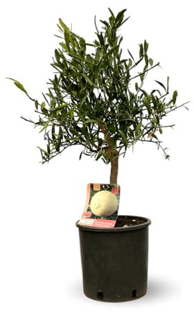 Attitude Jardin - Eremorange - citrus × sinensis - agrume méditerranéen - arbre fruitier - 75-85 cm - ⌀ 22 cm
